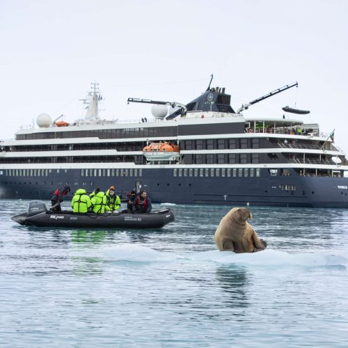 Walrus - Svalbard, Norway
World Navigator - Atlas Ocean Voyages