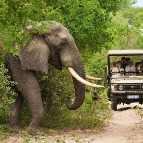 Collette_ land tour Safari