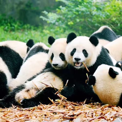 kensington pandas